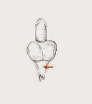 svaly potence a jejich napětí pro zvýšení potence